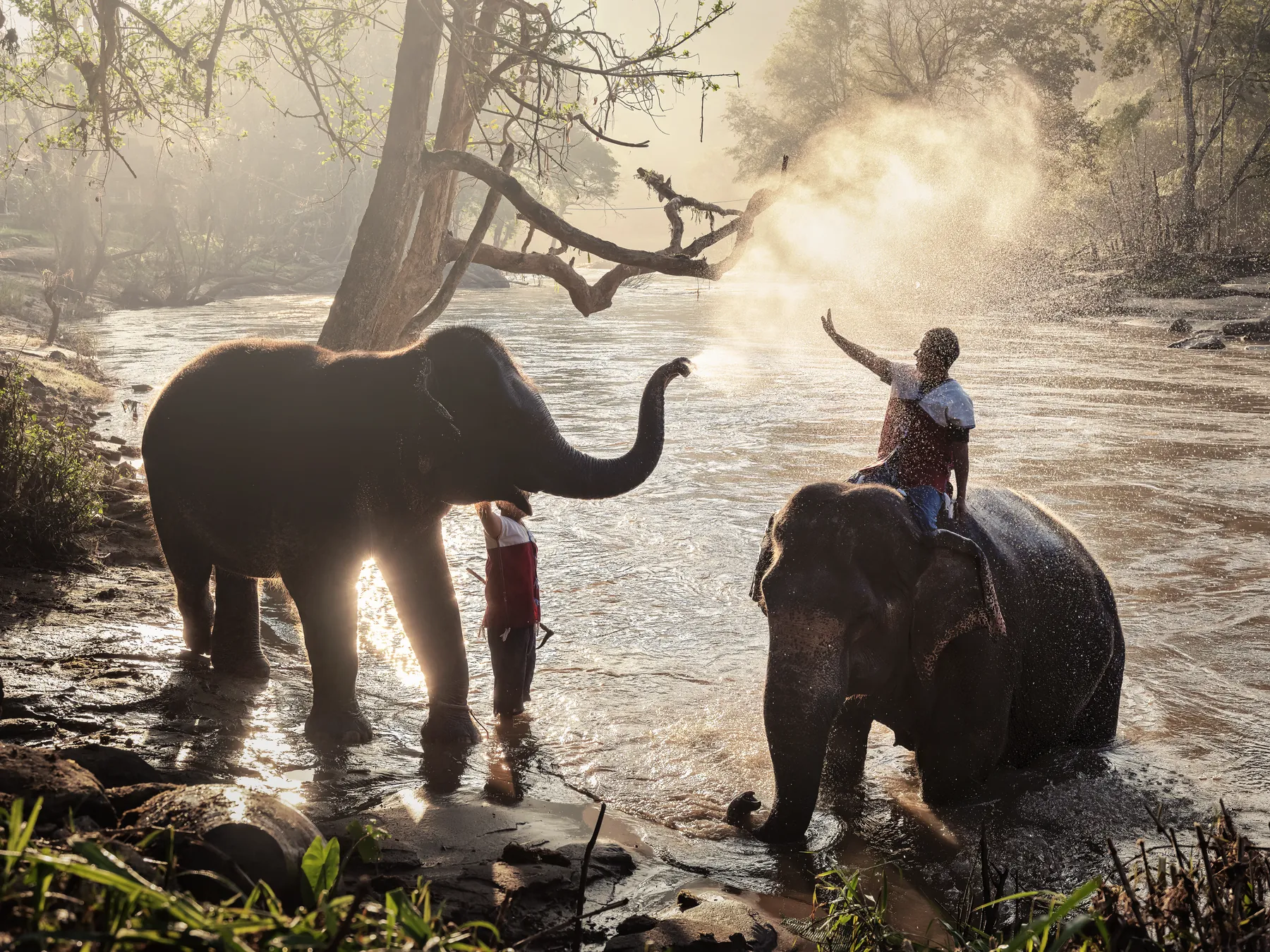 Elephants crossing a river — photograph by Joseph Goh