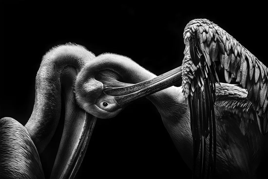 Pelican — Joseph Goh